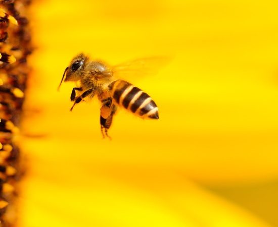 bee-1948684_960_720