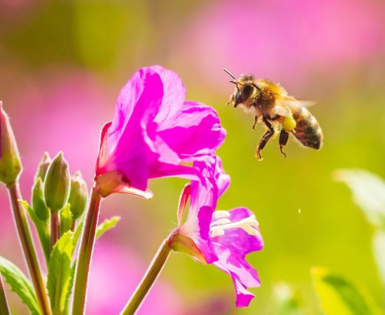 Closeup,Of,A,Western,Honey,Bee,Or,European,Honey,Bee