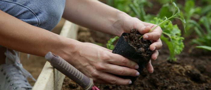 Working,In,The,Organic,Vegetable,Garden,,Taking,Care,Of,Young