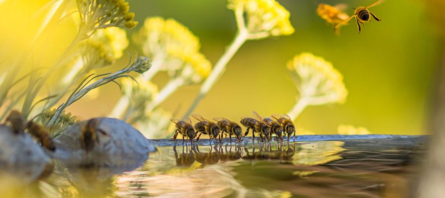 Honey,Bees,At,The,Fountain.,They,Fill,Up,With,Fresh