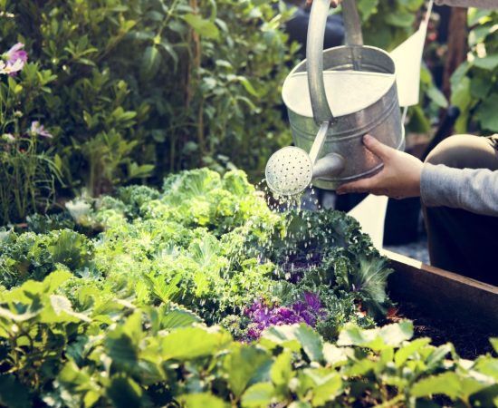 Woman,Watering,Organic,Fresh,Agricultural,Product